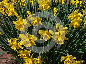 Many bright yellow doffodils in full bloom in spring photo