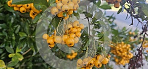 Many bright yellow firethorn berries (Pyracantha coccinea \'Soleil d\'Or\') hang on a bush