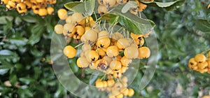 Many bright yellow firethorn berries (Pyracantha coccinea \'Soleil d\'Or\') hang on a bush