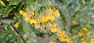 Many bright yellow firethorn berries (Pyracantha coccinea \'Soleil d\'Or\') hang on a bush