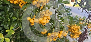Many bright yellow firethorn berries (Pyracantha coccinea \'Soleil d\'Or\') hang on a bush