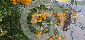 Many bright yellow firethorn berries (Pyracantha coccinea \'Soleil d\'Or\') hang on a bush