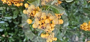 Many bright yellow firethorn berries (Pyracantha coccinea \'Soleil d\'Or\') hang on a bush