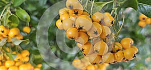 Many bright yellow firethorn berries (Pyracantha coccinea \'Soleil d\'Or\') hang on a bush