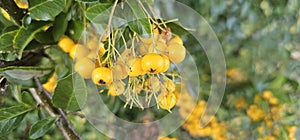 Many bright yellow firethorn berries (Pyracantha coccinea \'Soleil d\'Or\') hang on a bush