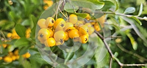 Many bright yellow firethorn berries (Pyracantha coccinea \'Soleil d\'Or\') hang on a bush