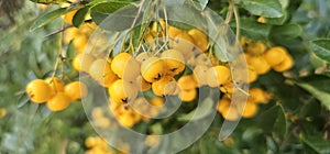 Many bright yellow firethorn berries (Pyracantha coccinea 'Soleil d'Or') hang on a bush