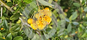 Many bright yellow fountain berries (Pyracantha coccinea \'Soleil d\'Or\') hang on a bush