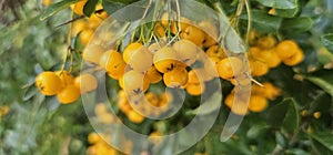 Many bright yellow fountain berries (Pyracantha coccinea \'Soleil d\'Or\') hang on a bush