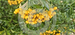 Many bright yellow fountain berries (Pyracantha coccinea \'Soleil d\'Or\') hang on a bush