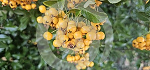 Many bright yellow fountain berries (Pyracantha coccinea \'Soleil d\'Or\') hang on a bush