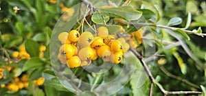 Many bright yellow fountain berries (Pyracantha coccinea \'Soleil d\'Or\') hang on a bush