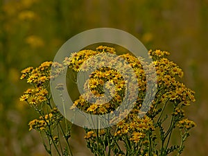 Many bright yellow ragwort flowers, side view - jacobeae vulgaris