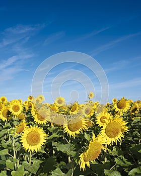 yellow sunflowers bloom in french field under blue sky