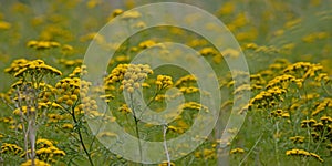 Many bright yellow tansy flowers - Tanacetum vulgare