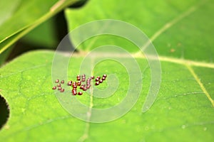 Many brow egg composed of Squash Bug on the green leave