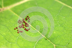 Many brow egg composed of Squash Bug on the green leave