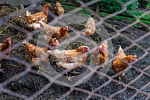 Brown and red chiken in the garden