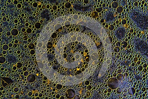 Many bubbles circles macro background