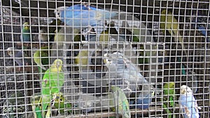 Many budgerigars in small cage in Asia market