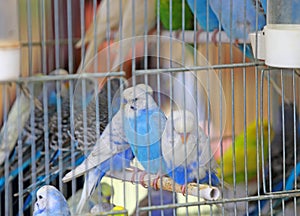 Many budgies in cages for sale in the pet store