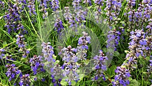 Many bugles with blue flowers in a green meadow in spring in Germany