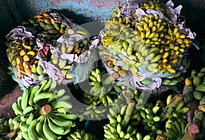 Many bunch of bananas, Vietnamese tropical fruit hang on the wall inside agriculture product barn