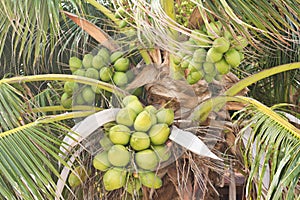 Many bunch of coconut on coconut tree.