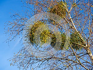 Many bunches of mistletoe on autumn tree