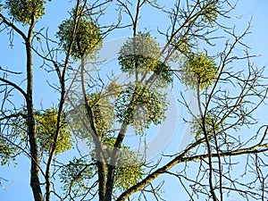 Many bunches of mistletoe on tree branches