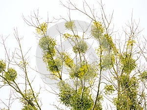 Many bunches of mistletoe on tree branches against a sky