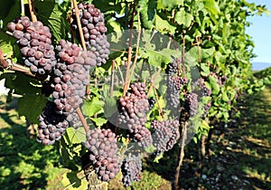 Many bunches of Pinot gris grape, purple and  pinkish variety, hanging on vine