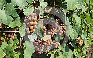 Many bunches of Pinot Gris grape, yellow pinkish variety, hanging on vine photo