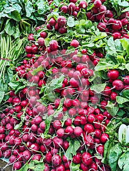 Many Bunches of Red Radishes in Fruit and Vegetable Shop
