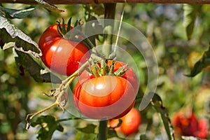 Many bunches with ripe red and unripe green tomatoes.