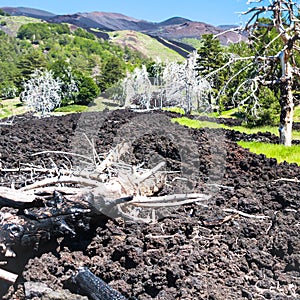 Many burned trees in hardened lava flow on Etna