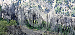 many burnt trees on mountain