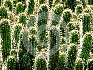 Many cacti