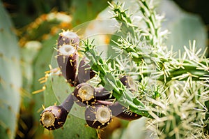 Many cacti fruits on long stems cactus with small needles