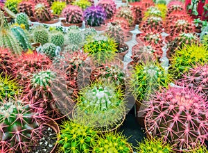 Many cacti grow in pots and are sold in the cactus market. Cacti in the nursery. Selective focus