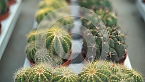 Many cacti are grown in brown pots and sold at the cactus market, rows of cacti in an indoor nursery.