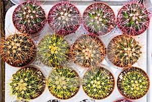 Many cacti are grown in brown pots and sold at the cactus market, rows of cacti in an indoor nursery. Selective focus