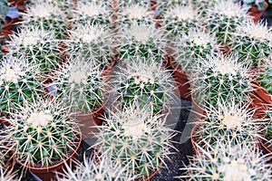 Many cacti are grown in brown pots and sold at the cactus market, rows of cacti in an indoor nursery. Selective focus