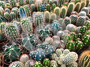 Many cacti in plant store / miniature cactus plants