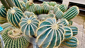 many cacti in a pot in the greenhouse of a botanical garden in Paris