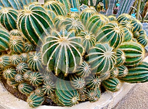 many cacti in a pot in the greenhouse of a botanical garden in Paris