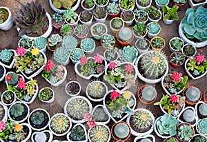 Many cacti in pots