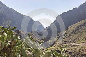 The many cacti in the rugged mountains around Masca, Tenerife, Spain