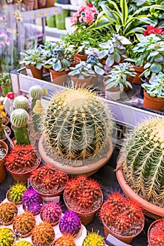 Many cacti are sold at the flower shop. Selective focus.