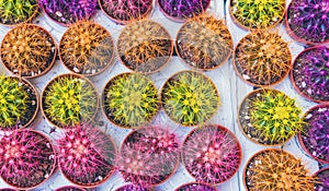 Many cacti are sold at the flower shop. Selective focus.